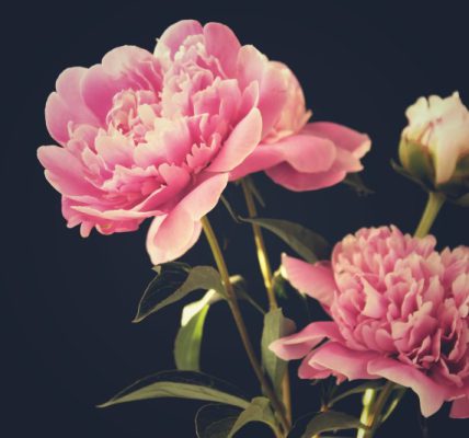 Kwiaciarnia online z dostawą kwiatów